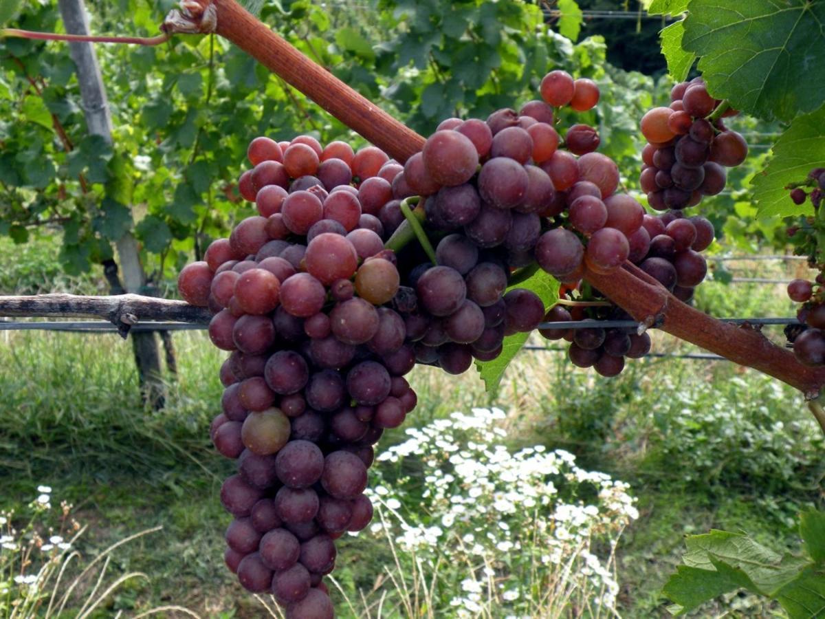 Weingut Albert, Familie Cramer Acomodação com café da manhã Kitzeck im Sausal Exterior foto